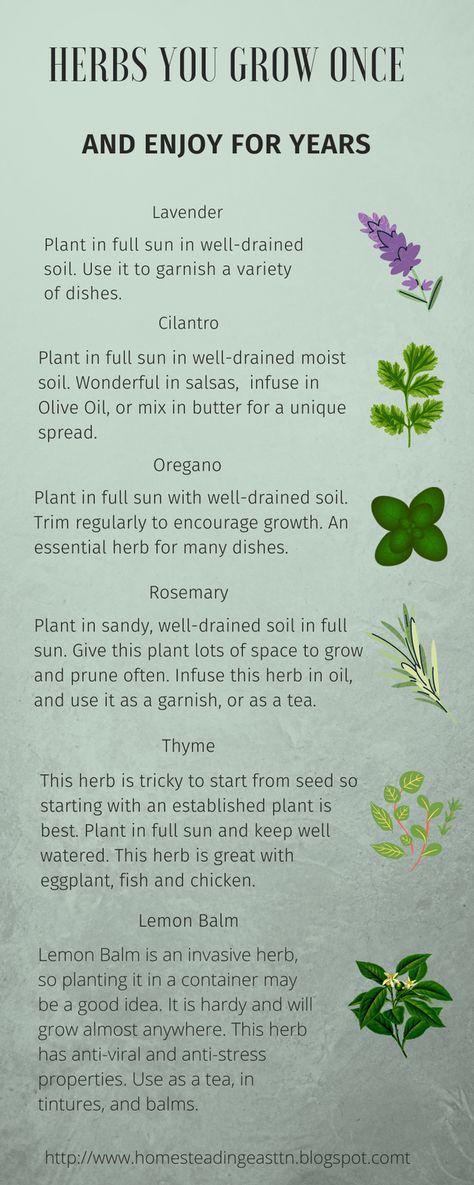 Six perennial herbs you can grow and enjoy for years. Veg And Herb Garden Ideas, Herbal Garden Layout, Medicinal Herb Garden Layout, Perrenial Herbs, Herb Garden Design Layout, Perennial Herb Garden, Medicinal Herb Garden, Oregano Plant, Medicine Garden