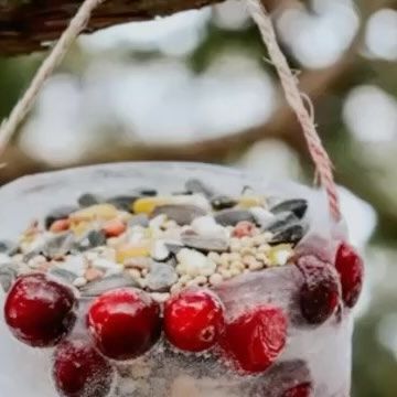 Tara Rondinelli on Instagram: "This frozen bird feeder is perfect to put outdoors when the cold temperatures arrive. It blends in perfectly with nature and is completely biodegradable! And don’t worry! Those little bird feet will do just fine standing on the icy edge. Birds have a miraculous adaptation that keeps their feet from freezing! 😊 Instagram: Comment LINK and I’ll send you all the instructions and links to the supplies I used, including the biodegradable twine! Facebook: Click here to learn more! https://littlepinelearners.com/winter-bird-feeder-made-of-ice/ #diybirdfeeders #winteractivities #birdsofwinter #1000hoursoutside #outdooractivitiesforkids #birdfeeder #kidsactivities #birdwatching #diyhome" Winter Bird Feeders, Party Goodies, Outdoor Activities For Kids, Winter Bird, Cold Temperature, Cabin Ideas, Backyard Projects, Birdwatching, Bird Feeder