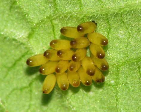 Lema Beetle Eggs Yellow Beetle, Beetle Larvae, Cool Insects Weird, Eastern Eyed Click Beetle, Insect Eggs, Weird Insects, A Level Textiles, Beetle Insect, Creepy Crawlies