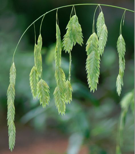 Ornamental Grass Inland Sea Oats Chasmanthium Latifolium Grass Weeds, Sea Oats, Ornamental Grass, North Garden, Growing Garlic, Grass Flower, Organic Herbs, Ornamental Grasses, Miniature Garden