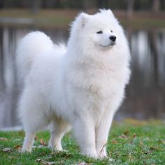 Siberian Samoyed, Most Expensive Dog, Expensive Dogs, Samoyed Puppy, What Kind Of Dog, Hypoallergenic Dogs, Samoyed Dogs, Cornish Rex, Dogs Breeds