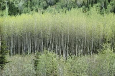 Trembling aspen trees (Populus tremuloides) are also known as quaking aspen, golden aspen and white poplar. This deciduous tree belongs to the willow family. Its name originates from the lightweight shiny leaves that quake and tremble when moved by even the gentlest breeze. These trees give the landscape a source of sound and movement. White Poplar, Quaking Aspen, Live Earth, Poplar Tree, Aspen Tree, House Property, Aspen Trees, Story Setting, Botanical Beauty