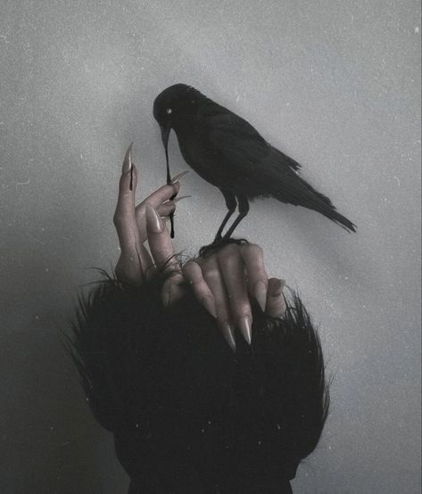 Pale Witch hands and black crow photo
Dark aesthetic photography Dark Alice In Wonderland, Aphrodite Aesthetic, Dark Princess, Quoth The Raven, Raven Queen, Season Of The Witch, Witch Aesthetic, Dark Photography, Ethereal Art