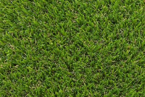 Types of Grass That Can Be Planted in Fall and Winter Tall Fescue, Types Of Grass, Astro Turf, Lawn Maintenance, Carpet Shops, Artificial Turf, Green Lawn, Seamless Textures, Artificial Grass