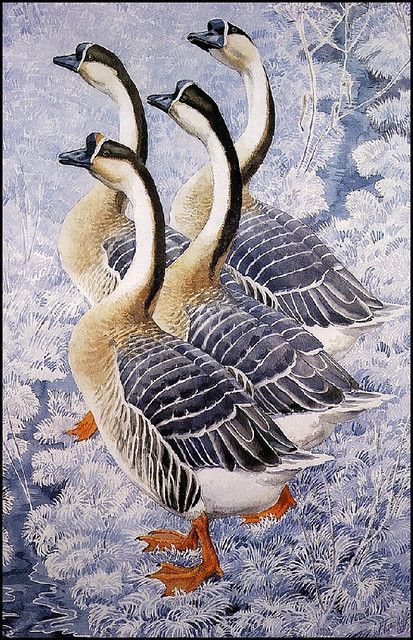 Charles Tunnicliffe, Wildlife Painting, Wild Goose, Wildlife Paintings, Snowy Owl, Art Japonais, Arte Animal, Watercolor Bird, Fine Art Photo