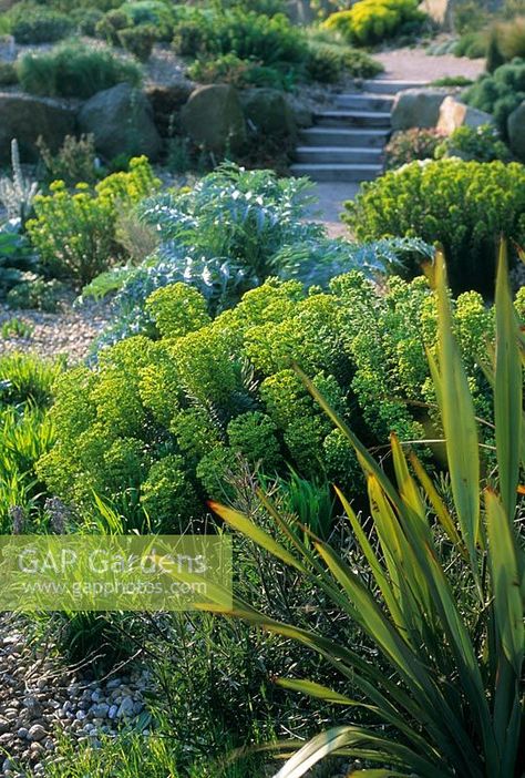 Dry garden in Spring with Euphorbia characias 'Wulfenii', Cynara cardunculus and Phormium - RHS Hyde Hall, Essex Euphorbia Characias Wulfenii, Euphorbia Wulfenii, Cynara Cardunculus, Hot Garden, Euphorbia Characias, Drought Tolerant Garden, Planting Ideas, Dry Garden, Border Plants