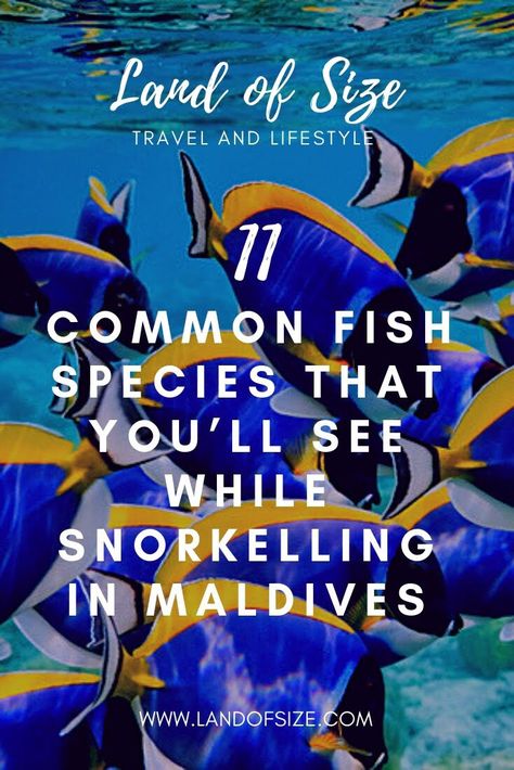 11 common fish species that you’ll see while snorkelling in Maldives - Land of Size Maldives Fish, Maldives Snorkeling, Unicorn Fish, Maldives Beach, Fauna Marina, Visit Maldives, Thailand Beaches, Fish Species, Maldives Island