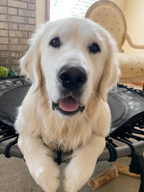 English Cream Retriever, White Goldendoodle, White Retriever, White Golden Retriever Puppy, White Golden Retriever, English Cream Golden Retriever, English Golden Retrievers, English Cream, Really Cute Dogs