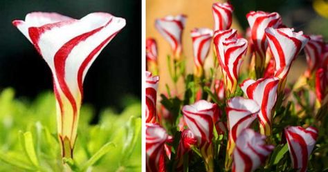 Candy Cane Sorrel, Oxalis Versicolor, Bonsai Seeds, Bonsai Flower, Home Garden Plants, Outdoor Plant, Blooming Plants, Rare Flowers, Bulb Flowers