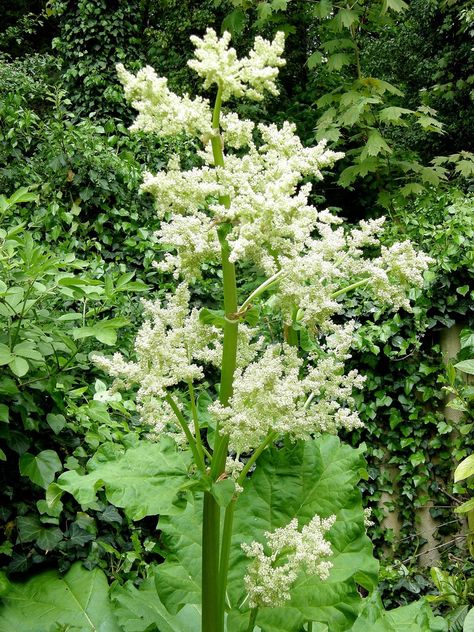 Many people are familiar with the large green and red leaves on a rhubarb, but when the plant produces a rhubarb flower, this can give a gardener pause. Read this article for tips on how to keep rhubarb from going to seed. When To Harvest Rhubarb, Garden Buddies, Rhubarb Rhubarb, Veggies Garden, Lawn Striping, Growing Rhubarb, Freeze Rhubarb, Fresh Rhubarb, Rhubarb Syrup