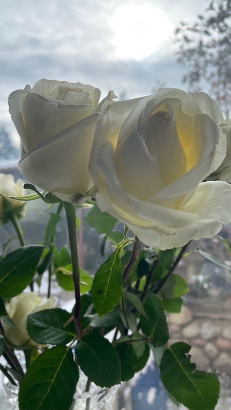 Fav Flower, Aesthetic White, Hybrid Tea Roses, Flower Therapy, Flower Food, Flower Rose, Autumn Photography, White Rose, Pretty Flowers