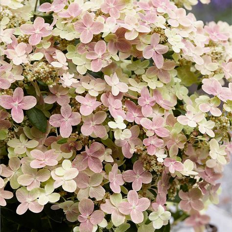 Early Evolution Hydrangeas for Sale – FastGrowingTrees.com Shade Loving Shrubs, Hydrangea Tree, Hydrangea Landscaping, Hydrangea Shrub, Bigleaf Hydrangea, Panicle Hydrangea, Hydrangea Bloom, Snow Wedding, Hydrangea Paniculata