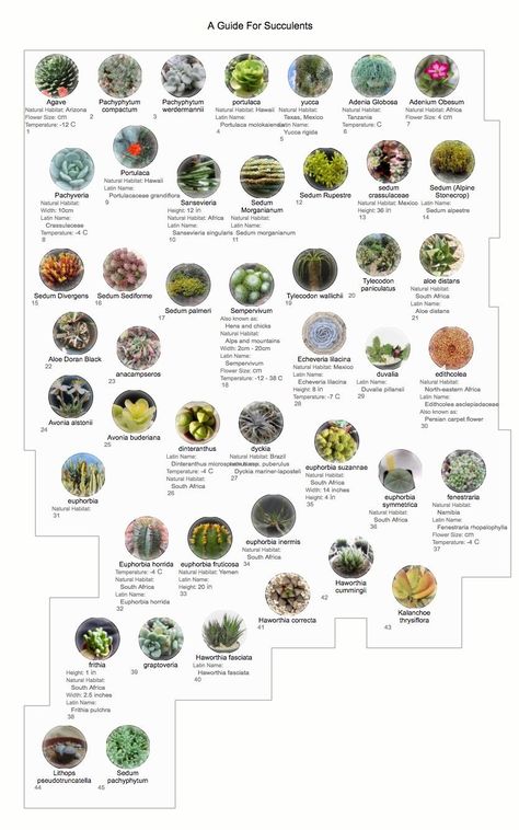 Cactus and Tender Succulents forum: Help with a list of succulents! - Garden.org Botanical Names Of Plants, Succulents Types, Plants 101, Types Of Cactus Plants, Botanical Names, Cactus Names, Succulent Terrariums, Succulent Names, Types Of Succulents Plants