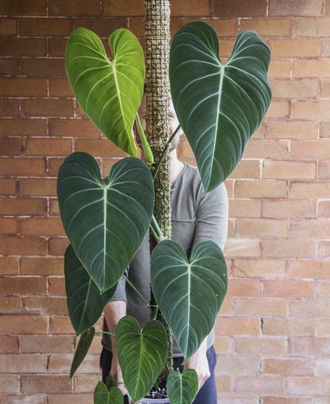 Philodendron ‘Glorious’ Philodendron Glorious, Wishlist Plants, Goals 2024, Plant Party, Plant Goals, Plant Mama, Philodendron Plant, Plants Are Friends, Inside Plants