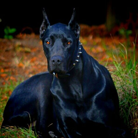 DoberDane, Doberman/Great Dane. A scary looking dog. Great Dane Guard Dog, Scary Looking Dogs, Doberman Scary, Gray Doberman, Doberman Black, Doberman Colors, Doberman Mix, Black Doberman, Character List