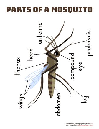 Mosquito-Life-Cycle-Parts Mosquito Life Cycle, Writing An Application Letter, Natural Mosquito Repellent, Mosquito Repelling, Natural Mosquito Repellant, Application Letter, Interesting Science Facts, Mosquito Repelling Plants, Fact And Opinion