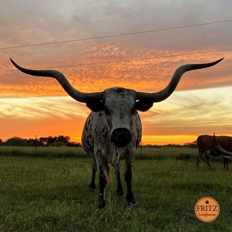 Cows With Horns, Long Horn Aesthetic, Ox Aesthetic, Longhorn Aesthetic, Bull Aesthetic, Jersey Cattle, Roping Dummy, Pit Viper Sunglasses, Animals With Horns