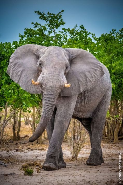 Foto Angry Boy, All About Elephants, Elephant Photography, Elephant Pictures, Elephants Photos, Asian Elephant, Save The Elephants, Indian Elephant, Elephant Love