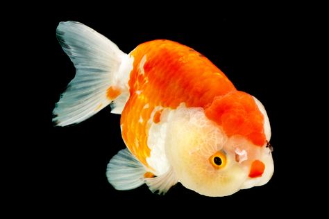 Ranchu (Gold Fish) Ranchu Gold Fish, Ranchu Fish, Lionhead Goldfish, Beautiful Fishes, Comet Goldfish, Goldfish Aquarium, Fish Goldfish, Fancy Goldfish, Goldfish Pond