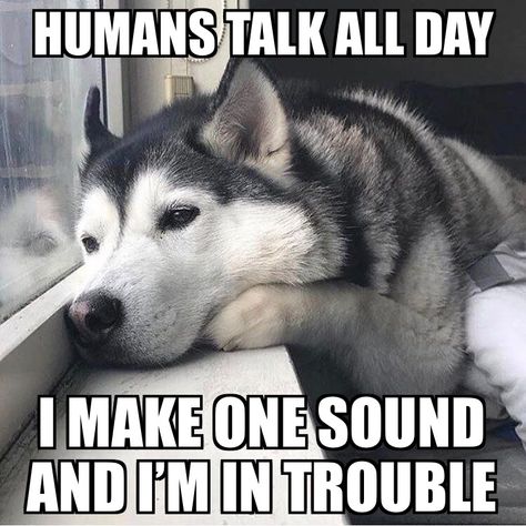 ZOMG POOR PUPPER Husky Quotes, Husky Humor, Puppies Husky, Husky Facts, Siberian Husky Funny, College Athlete, Husky Puppies, Husky Funny, Siberian Husky Dog