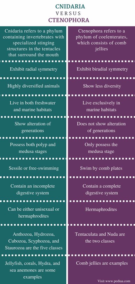 Phylum Notes, Phylum Cnidaria Notes, Radial Symmetry, Classy Glasses, Cnidaria, 8th Grade Science, Similarities And Differences, Drawings Of Friends, What Is The Difference Between