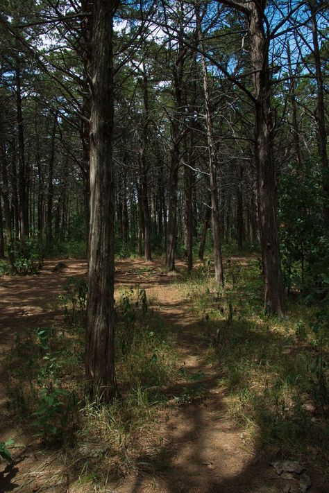 this is the spooky parallel forest in Lawton, Oklahoma. Redwood trees were planted in a pattern to prevent erosion. Many stories and urban legends have come from the parallel forest. oklahoma road trip. oklahoma bucket list. oklahoma haunted forest. midwest travel. midwest roadtrip destination. USA roadtrip. oklahoma near witchita mountains. oklahoma hiking trail. hike oklahoma. visit oklahoma. visit ok. the haunted parallel forest landscape photography Oklahoma Aesthetic, Visit Oklahoma, Oklahoma Road Trip, Forest Landscape Photography, Deer Lady, Dawn Aesthetic, Outdoor Gallery, Lawton Oklahoma, Hognose Snake