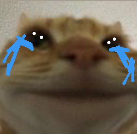 Nervous Cat Reaction Pic, Cat Pointing At You, Love Cat Reaction Pic, Hug Reaction Pic, Monday Left Me Broken Cat, Stressed Cat, Tired Animals, Tired Cat, Cat Template