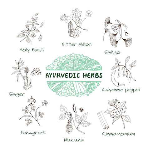 Herbs Collection, Nature Doodles, Bug Spray Recipe, Kimberly Snyder, Ayurveda Life, Vector Nature, Bitter Melon, Holy Basil, Ayurvedic Herbs