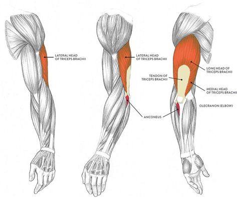 Muscles Of The Arm, Human Drawing Reference, Arm Anatomy, Human Anatomy For Artists, Arm Drawing, Male Figure Drawing, Anatomy Tutorial, Human Anatomy Drawing, Muscle Anatomy