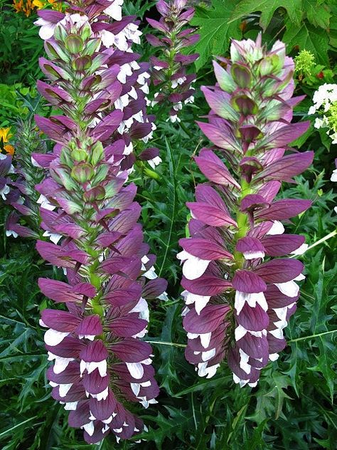 Acanthus hungaricus - a stately plant for back of border Acanthus Flower, Drought Tolerant Perennials, American Garden, Garden Bulbs, Garden Pictures, Language Of Flowers, Los Angeles Area, Shade Plants, Downtown Los Angeles