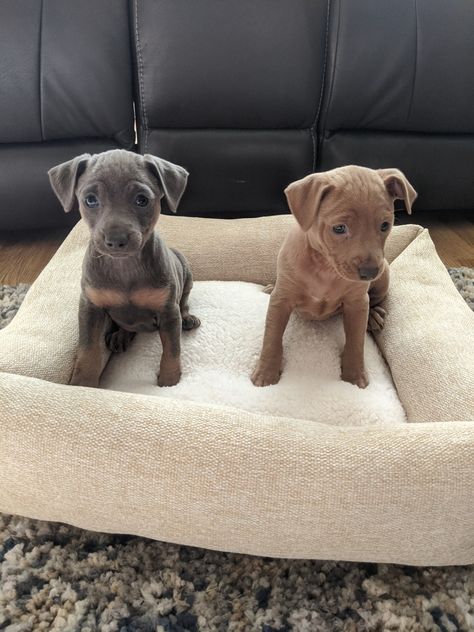 Miniature Pinscher Puppies For Sale | Buena Park, CA Min Pin Puppies, Miniature Pincher, Miniature Pinscher Puppy, Buena Park California, Miniature Pinscher Dog, Mini Pinscher, Min Pins, Buena Park, Miniature Pinscher