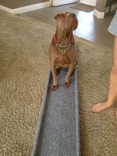 Pet ramp using closet shelving and how to build it. Dachshund Stairs, Diy Dog Ramp, Dog Ramp For Stairs, Dog Ramp Diy, Dog Ramp For Car, Dog Ramp For Bed, Blind Dog, Pet Ramp, Dog Stairs