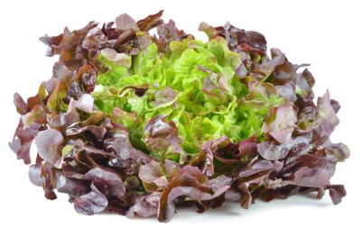 Carmona Lettuce Plant Care – Information About Carmona Red Lettuce Cultivation Red Lettuce, Taste Made, Mixed Greens, Sweet Taste, Growing Vegetables, Lettuce, Brussel Sprout, Red Color, Plant Care