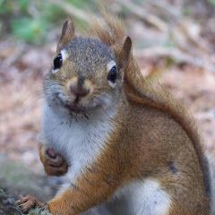 Squirrel Memes, Squirrel Appreciation Day, Happy Squirrel, Squirrel Tail, Squirrel Pictures, Nut House, Squirrel Funny, Squirrel Girl, Cute Squirrel