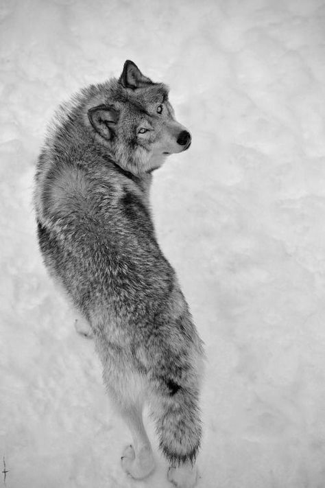 back of wolf in the snow seen from above Winters Tafereel, 3d Karakter, Photo Animaliere, Wolf Photos, Wolf Love, Wild Wolf, Wolf Pictures, Wolf Spirit, Beautiful Wolves