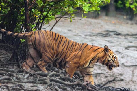 DHAKA — Authorities in Bangladesh have decided to install nylon net fencing in the Sundarbans, the world’s largest mangrove forest, to tackle human-tiger conflicts and protect both communities and the endangered big cats. The move is part of the Bangladesh Forest Department’s three-year Sundarbans Tiger Conservation Project, launched in March 2022, and is aimed at […] Sundarbans Forest, Royal Bengal Tiger, Tiger Habitat, Tiger Conservation, Missionaries Of Charity, Exotic Mammals, Forest Department, Mangrove Forest, St Pauls Cathedral