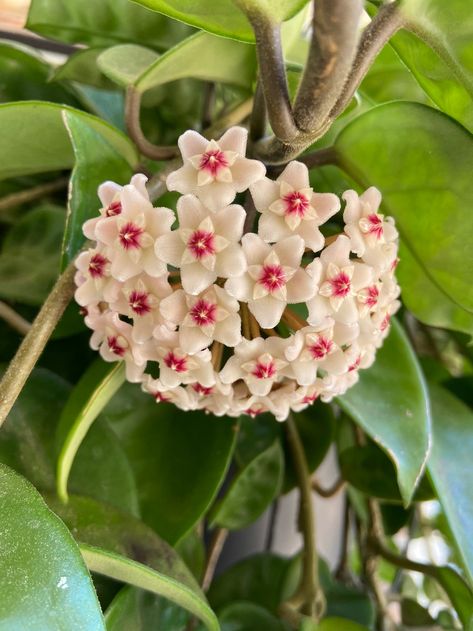 Cluster of cream colored, waxy hoya flowers with red centers Common House Plants, Hoya Obovata, Scented Flowers, Hoya Carnosa, Strange Flowers, Flower Meanings, Wax Flowers, Flower Therapy, Rare Flowers