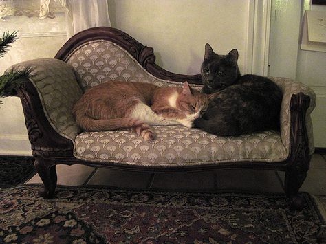 Eastlake Victorian: Love Is All You Need Cute Cat Furniture, Victorian Lifestyle, Eastlake Victorian, Cat Bedroom, Food Decorating, Cat Home, Modern Victorian, The Suburbs, My Journal