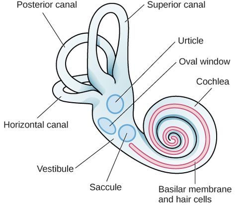 An illustration of the vestibular system shows the locations of the three canals (“posterior canal,” “horizontal canal,” and “superior canal”) and the locations of the “urticle,” “oval window,” “cochlea,” “basilar membrane and hair cells,” “saccule,” and “vestibule.” Psychology Course, Communication Disorders, Introduction To Psychology, Basic Anatomy, Vestibular System, Better Grades, Sensory System, Basic Anatomy And Physiology, Oval Window