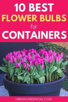 Bulb Container Ideas, Potted Bulbs Outdoor, Bulb Container Garden, Gladiolus Flower In Pots, Bulb Pots Planters, Spring Plants For Pots, Container Bulb Planting, Planting Bulbs In Containers, Planting Gladiolus Bulbs In Containers