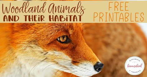 Woodland Animals and Their Habitat FREE Printables - Homeschool Giveaways Animal Habitats, Forest Animal, Love Animals, Unit Study, Woodland Creatures, Forest Animals, In The Forest, Woodland Animals, The Forest