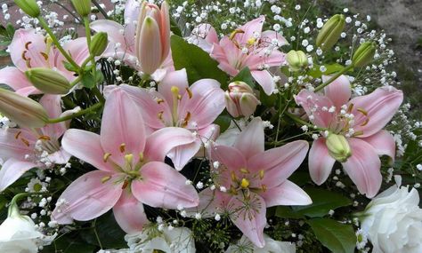 Pink Lily Wallpaper, Flower Desktop Wallpaper, Flower Boquet, Lily Wallpaper, Mushroom Wallpaper, Flower Guide, Nothing But Flowers, Beautiful Bouquet Of Flowers, Pink Lily