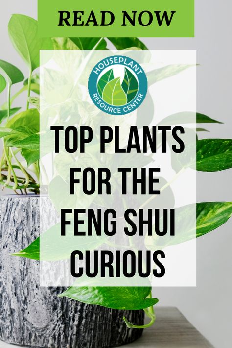 Curious about Feng Shui and wondering which plants to get for your home? Discover the top plants to include in your Feng Shui plans. Money trees, golden pothos, and more. Feng Shui Money Corner, Money Corner, Feng Shui Plants, Money Tree Plant, Feng Shui Money, Types Of Houseplants, Houseplant Care, Corner Plant, Feng Shui House