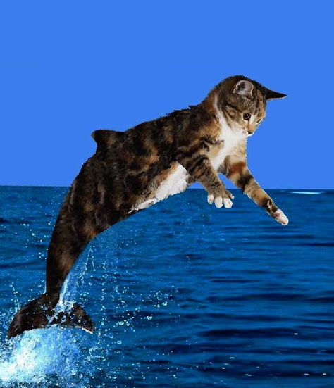 Purrmaid Animal Mashups, Mermaid Cat, Cat Shedding, Silly Cats Pictures, Cat Photography, Silly Animals, Funny Cute Cats, Weird Animals, Silly Cats