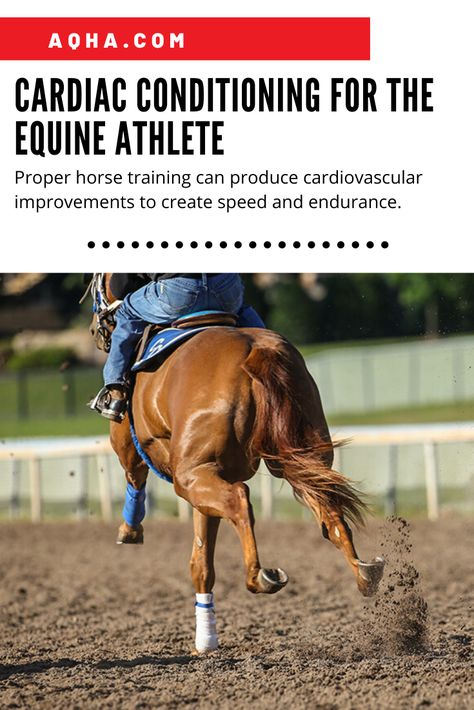 Barrel Racing Training, Endurance Horse, Horse Driving, Barrel Racing Tips, Working Cow Horse, Cowboy Life, Cow Horse, Horse Info, Eventing Horses