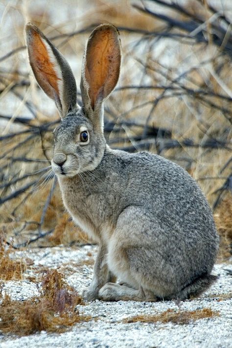 Cumbria England, Rabbit Pictures, Beautiful Rabbit, Wild Rabbit, Jack Rabbit, Animale Rare, Rabbit Art, Woodland Creatures, Animal Photo