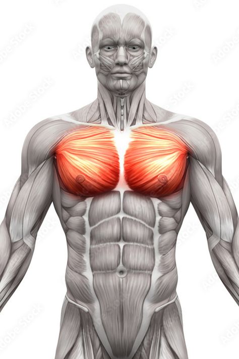 Knowing how to flex your pecs and the ability to repeatedly flex your pectoral muscles is known as “pec bouncing.” Human Muscle Anatomy, Man Anatomy, Pectoral Muscles, Dance Photography Poses, Muscle Anatomy, Chest Muscles, Muscle Contraction, Adipose Tissue, Body Anatomy