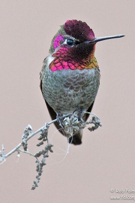 Tattoo Hummingbird, Hummingbird Photography, Bird And Flower Tattoo, Hummingbird Wallpaper, Hummingbird Drawing, Hummingbirds Photography, Hummingbird Photos, Wallpaper Animals, Hummingbird Pictures