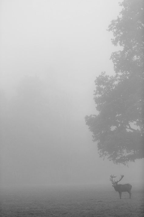 Mad Dogs & Englishmen Mist Forest, Moody Nature, Spiritual Nature, Foggy Day, Morning Fog, A Deer, Arte Fantasy, Wild Life, Early Morning