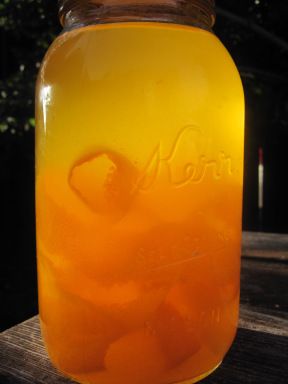 Satsuma Recipes, Pickle Vodka, Liquor Recipes, Mandarin Oranges, Homemade Wine, Infused Vodka, Pantry Shelf, The Homestead, Homestead Survival